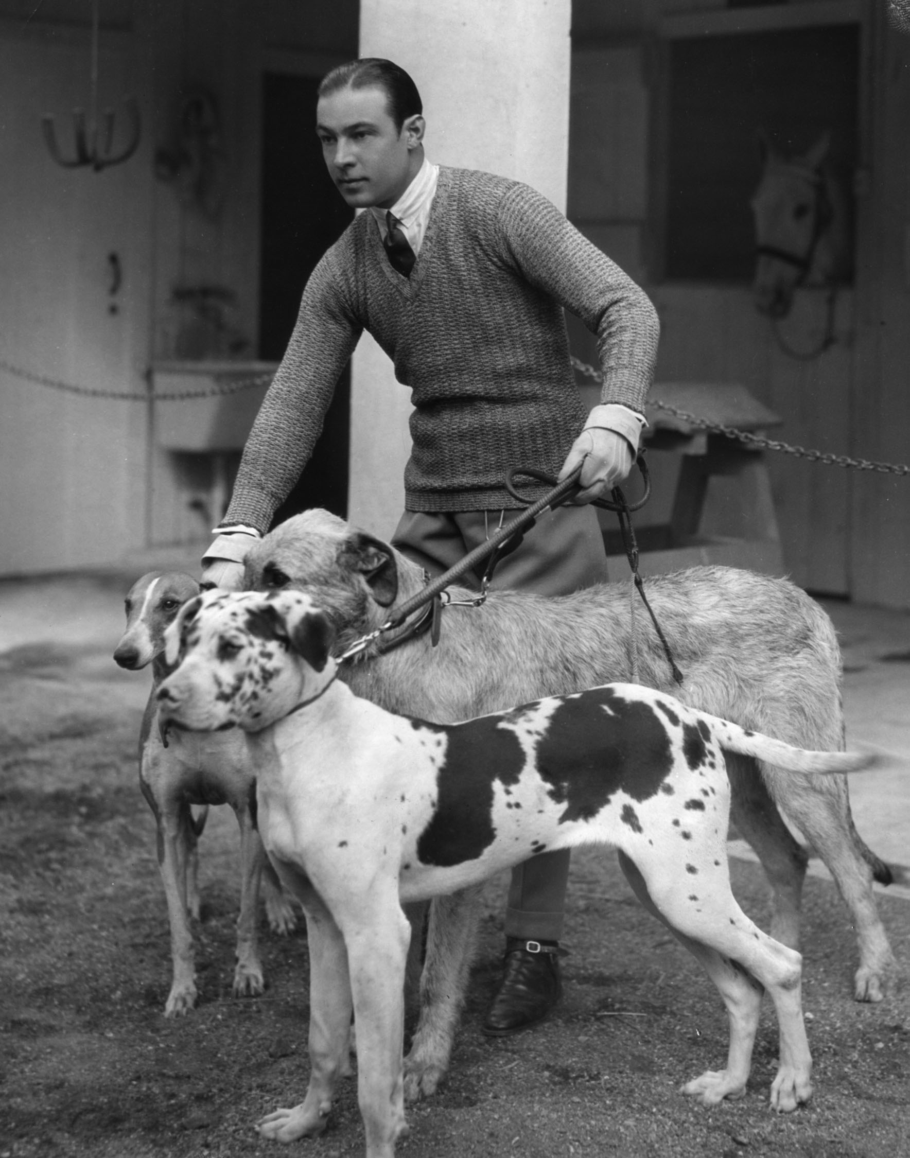 Rudolph Valentino and his dogs. Original caption reads, "Rudolph Valentino has his hands full when he takes three of his favorite dogs for a mornings (sic) walk in the mountains surrounding his new estate in Beverley Hills, California. Left to right the dogs are: Mirtza, an Arabian greyhound, Centaur Pendragon, his Irish wolf-hound, and Shaitan, the great Dane pup. Mirtza and Centaur Pendragon make their screen debut with their master in 'Son of the Sheik' the new Valentino opus for United Artists"